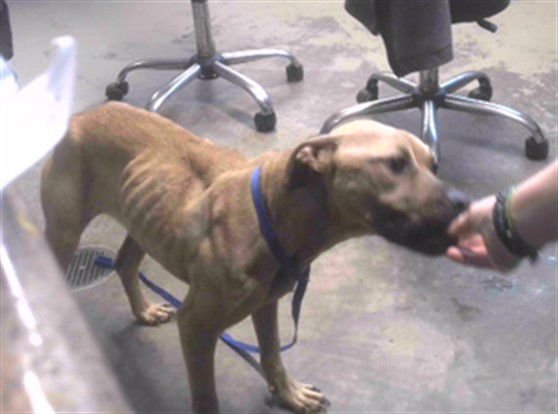 STICK - Black Mouth Cur available for adoption