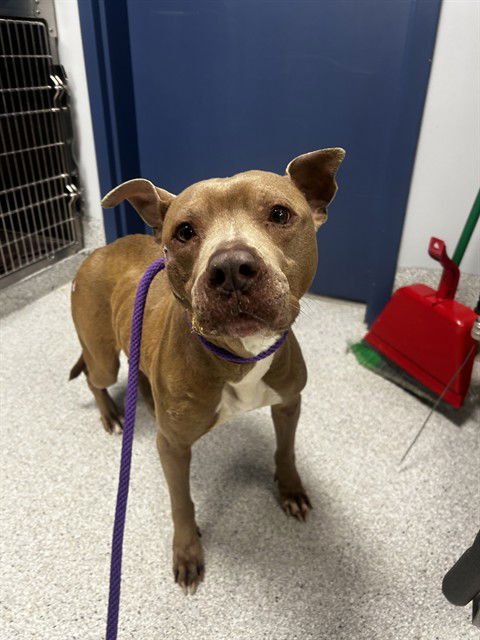 BRENDA - American Staffordshire Terrier available for adoption