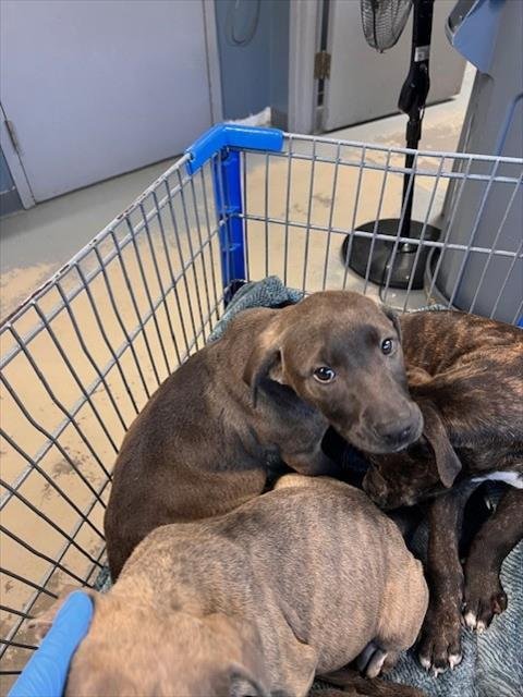 HARLEY QUINN - American Pit Bull Terrier available for adoption