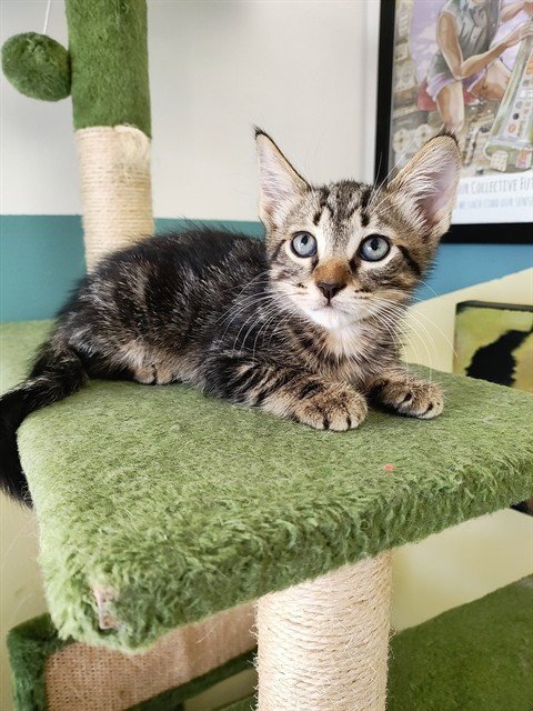 MONARCH - Domestic Short Hair available for adoption