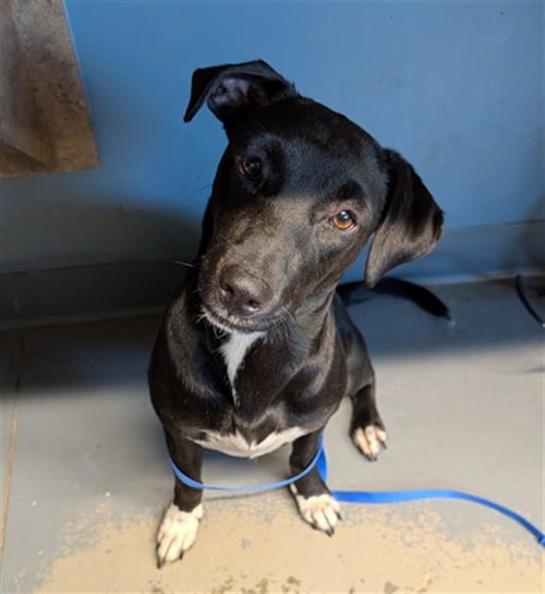MYRA - Dachshund / Labrador Retriever available for adoption