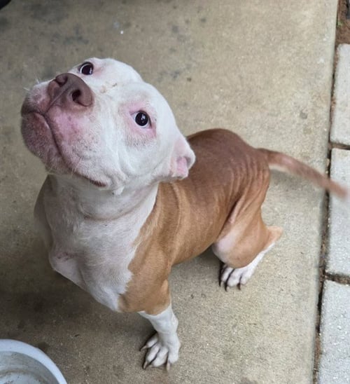 ANGEL - American Bulldog available for adoption