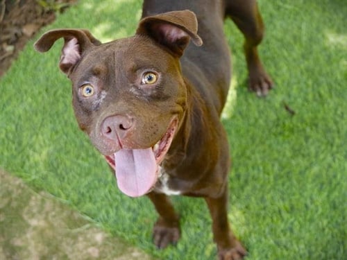 FRAN - Staffordshire Bull Terrier available for adoption