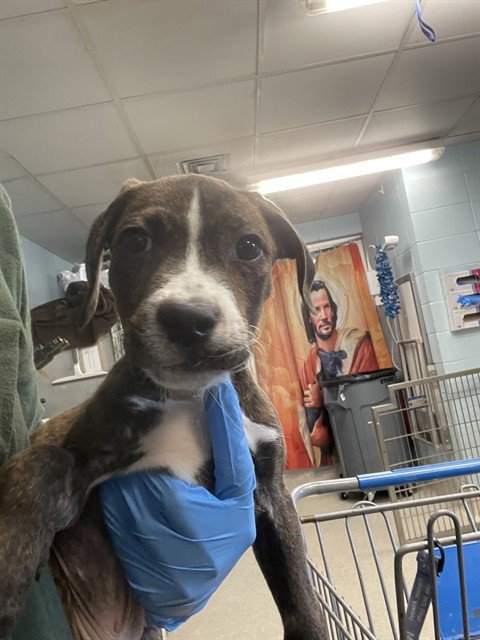 PEPSI - American Pit Bull Terrier available for adoption