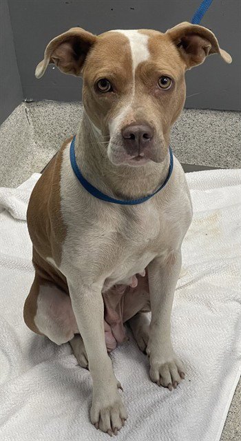 JUICE - American Staffordshire Terrier available for adoption