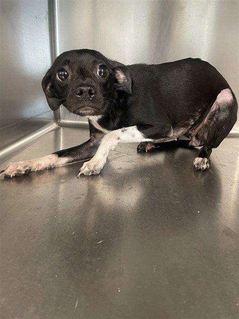 JOSIE - Chihuahua available for adoption