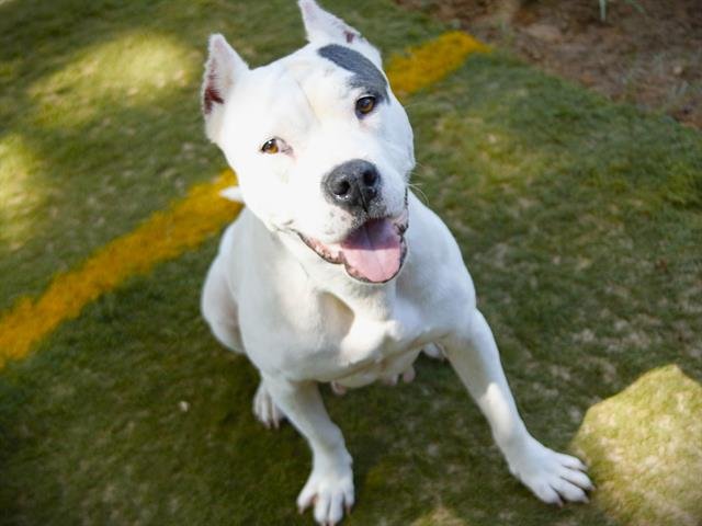 CASSIE Image