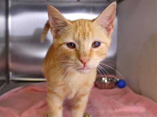 SPUD - Domestic Short Hair available for adoption