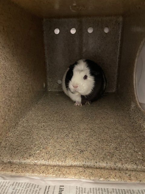 MUFFIN - Guinea Pig available for adoption
