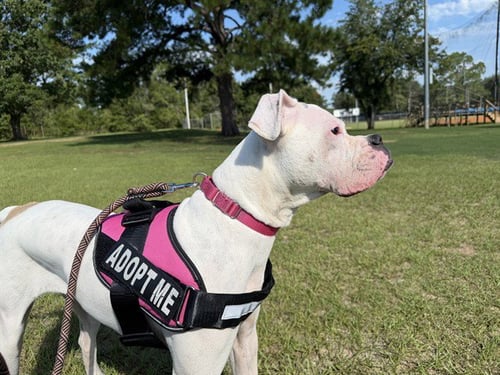 PIE - Boxer available for adoption