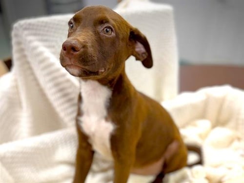 MACCHIATO - Labrador Retriever available for adoption
