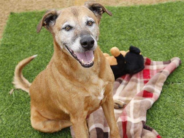 WHEEZIE - Labrador Retriever available for adoption