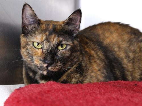 PENELOPE ANN - Domestic Short Hair available for adoption
