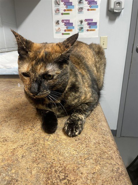 PENELOPE ANN - Domestic Short Hair available for adoption