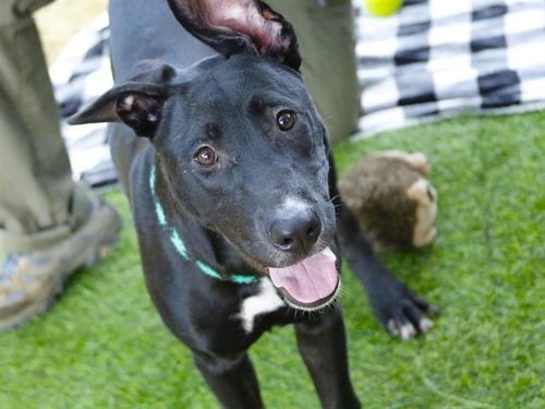 WINNIE - German Shepherd Dog available for adoption