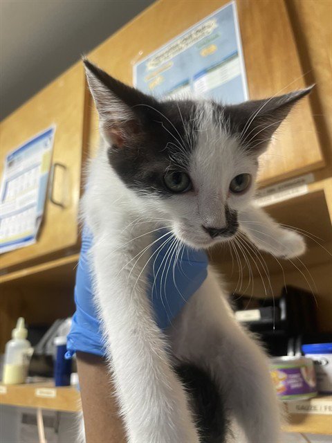 MAGPIE - Domestic Short Hair available for adoption