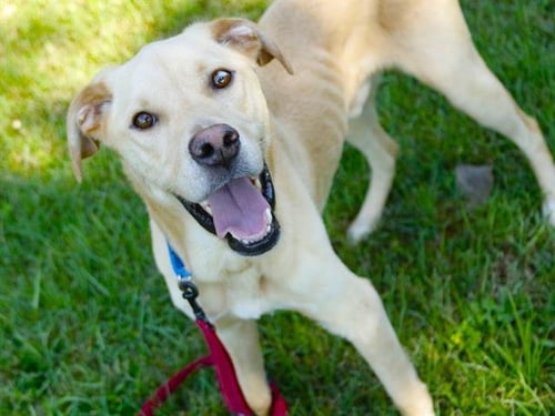 LEROY - Labrador Retriever available for adoption