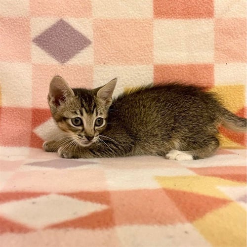MUMBLE - Domestic Short Hair available for adoption