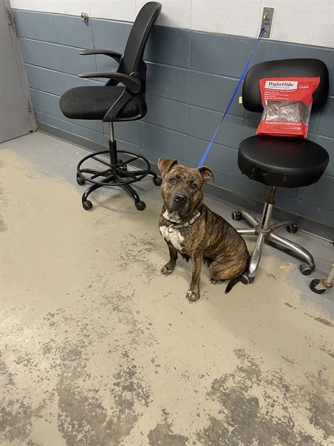 BRANDY - American Staffordshire Terrier available for adoption