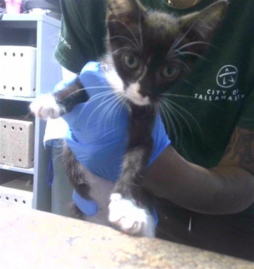 OH - Domestic Short Hair available for adoption