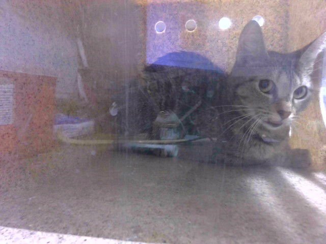 CIGARO - Domestic Short Hair available for adoption