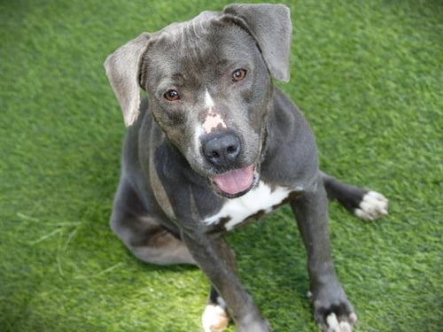 BABY GIRL - American Staffordshire Terrier available for adoption