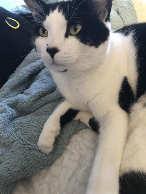 MOO MOO - Domestic Short Hair available for adoption