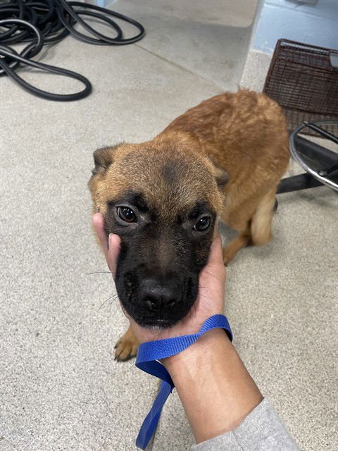 MIKASA - Belgian Shepherd Malinois available for adoption