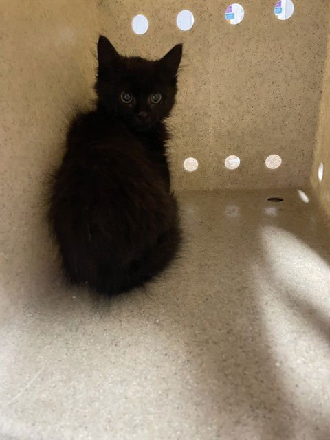 FERGUSON - Domestic Medium Hair available for adoption