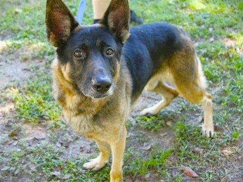 KING - German Shepherd Dog available for adoption
