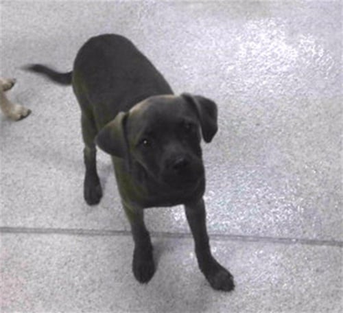 MOE - Beagle / Pug available for adoption