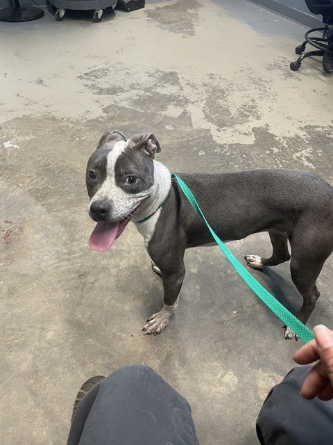 PIPPY - American Staffordshire Terrier available for adoption