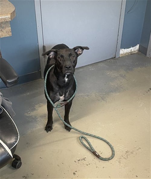 YARA - Labrador Retriever available for adoption