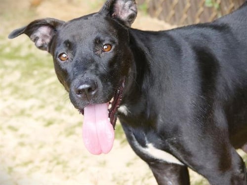 YARA - Labrador Retriever available for adoption