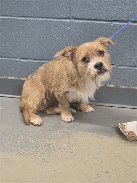 CANELO - Cairn Terrier / Shih Tzu available for adoption