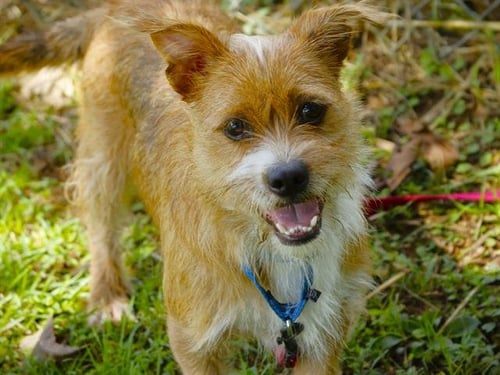 CANELO - Cairn Terrier / Shih Tzu available for adoption