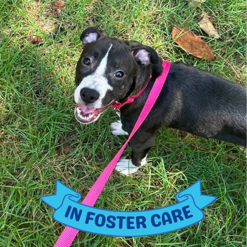 GUTHRIE - American Staffordshire Terrier available for adoption