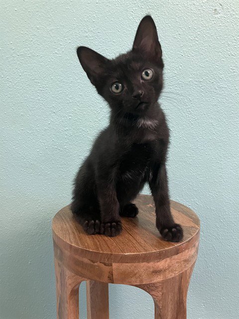 DEWEY - Domestic Short Hair available for adoption