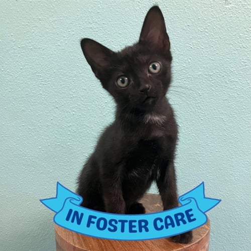 DEWEY - Domestic Short Hair for adoption in Tallahassee