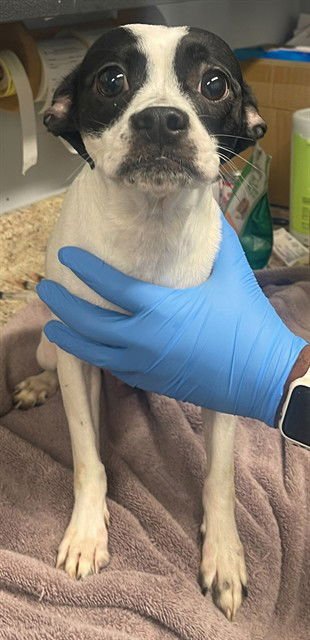 SNOOKI - Boston Terrier / Chihuahua available for adoption