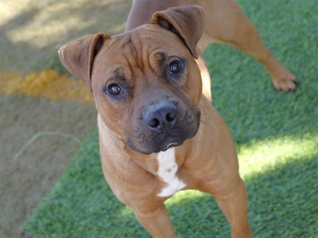 BARRY - Black Mouth Cur available for adoption