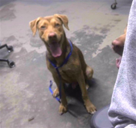 TOBY - Labrador Retriever available for adoption