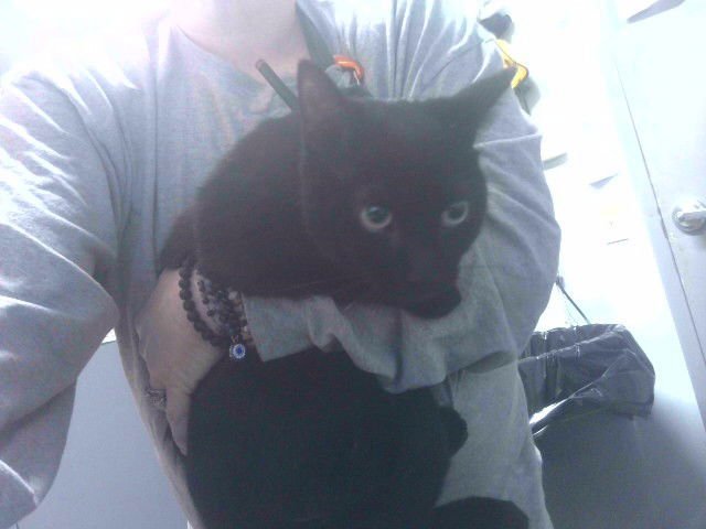 JEN - Domestic Short Hair available for adoption