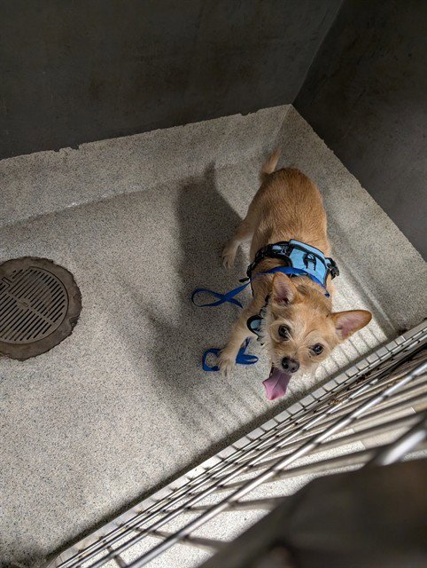 ZEUS - Border Terrier / Chihuahua available for adoption