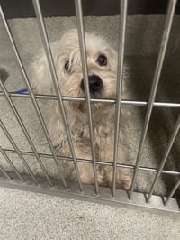 BLIZZARD - Photo 1