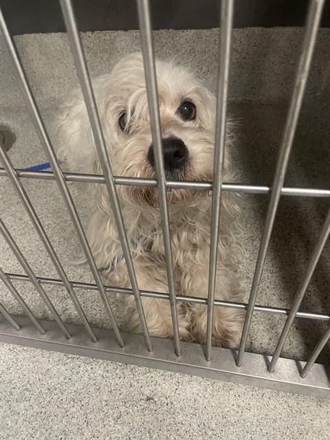 BLIZZARD - Maltese available for adoption