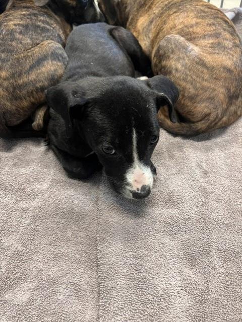 SUNSHINE - American Staffordshire Terrier available for adoption