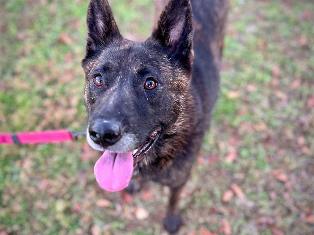 LOLA - German Shepherd Dog available for adoption
