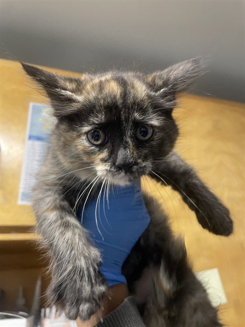 GELATO - Domestic Medium Hair available for adoption