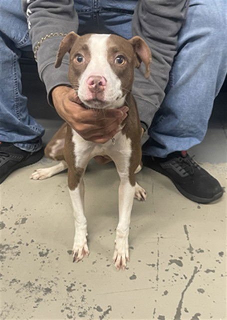 LALA - American Pit Bull Terrier available for adoption